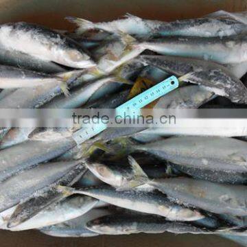 High quality WR frozen pacific mackerel fish