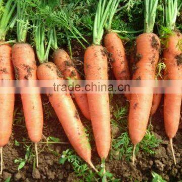 12cm red carrot packed in cartons