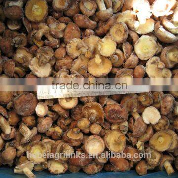 IQF style Chinese high quality suillus granulatus