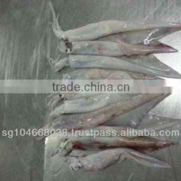 Frozen Arrow Squid Whole Round