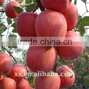 import chinese fruit fu ji apple with high quality market price