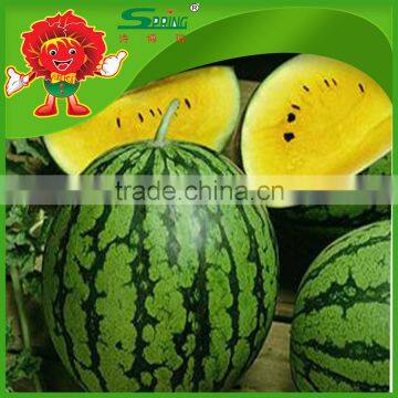 delicious watermelon from our farm wholesale red yellow watermelon frozen watermelon