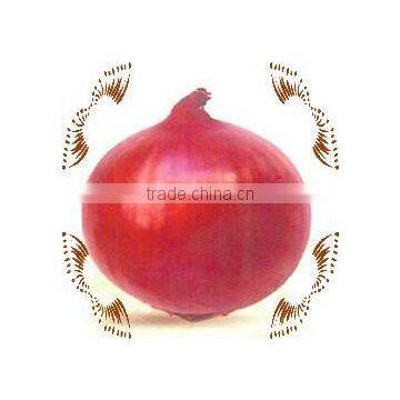Fresh Onion