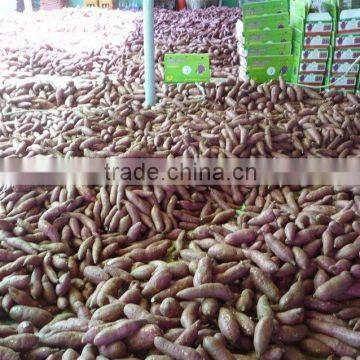 FRESH SWEET POTATO photo-5