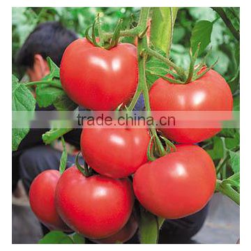 Strong diseases resistance Hybrid High yield Tomato seeds for growing- Weady 5