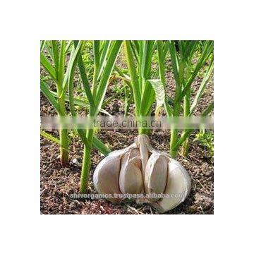 Garlic oil