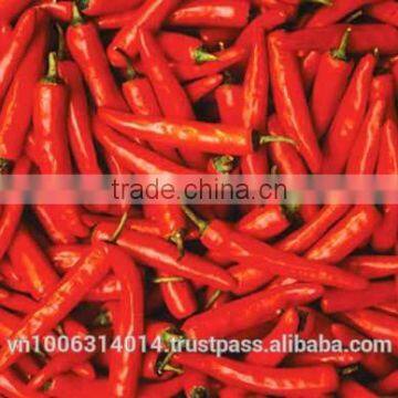 Fresh Hot Red Chilli