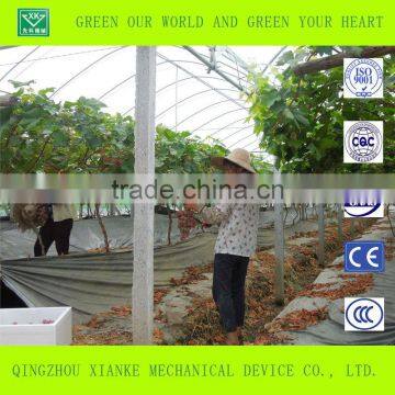 Multi-Span Commercial Polycarbonate Greenhouse for Sale photo-4