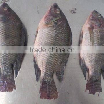 Frozen Tilapia WR photo-3