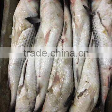 Export Vietnam 1-1.5KG Frozen Gullet Mullet Fish photo-5