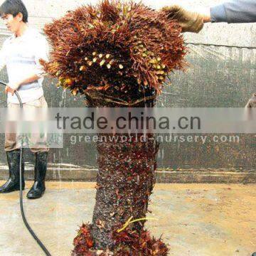 cycas revoluta multi-heads bare root crown shape