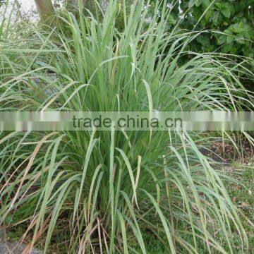 Cymbopogan Flexuosus photo-2