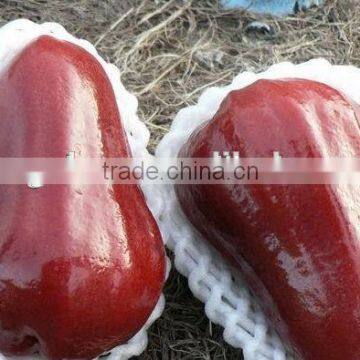Fresh Guava EPE Plastic Foam Wrap for Fresh Fruit photo-2
