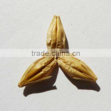 unhulled barley (conventional or organic)