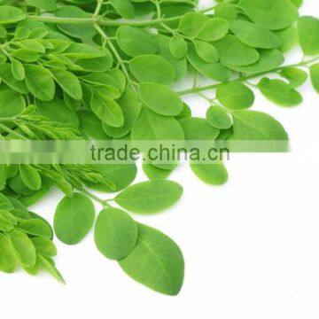 GMP Certified Moringa Leaf Powder For Sale