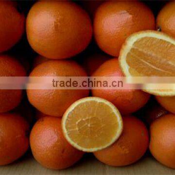 Navel Orange Supplier