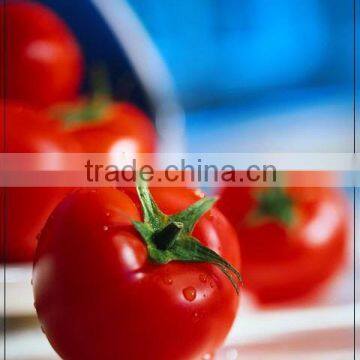 Tomato Ketchup