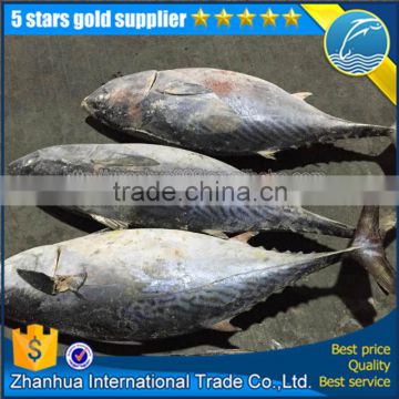 land frozen bonito 2.5-3.5kg whole round tuna fish new catching