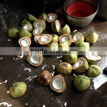 Automatic Industrial Young Coconut Half Cutting Machine and Water Collection Quality Choice photo-5
