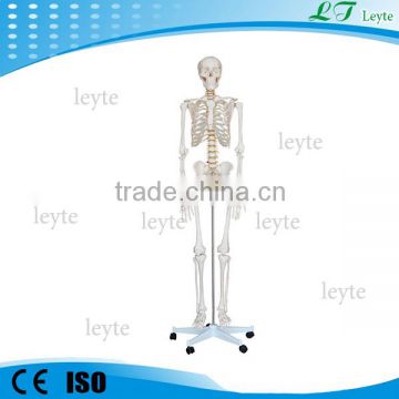 XC-101 teaching life size skeleton 180cm tall