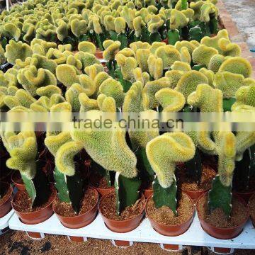 succulent bonsai plants colorful cactus