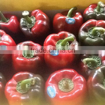 Fresh Capsicum