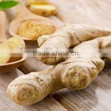 FRESH GINGER AND DRIED GINGER VIETNAM PACKING IN MESH BAG OR CARTON