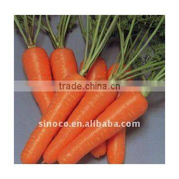 New Crop Fresh Carrot