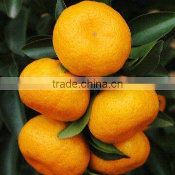 Fresh Nanfeng Orange