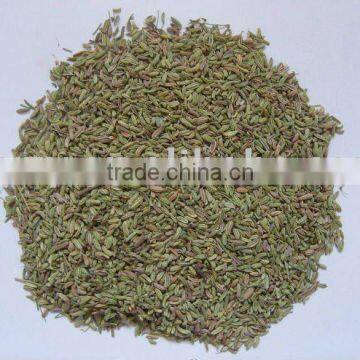 Wild Fennel
