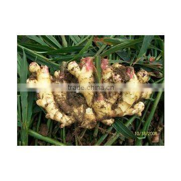 Competitive Price Fresh Ginger With Rich Nutrition