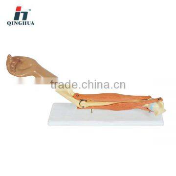 Plastic human elbow joint model Anatomy Model