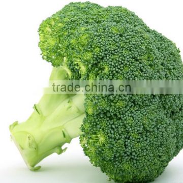 Mid early maturity cold tolerant broccoli seeds sakata broccoli seeds