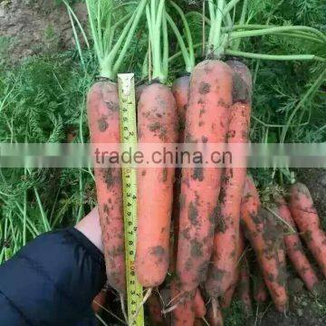 Red/Orange Carrot Seed Red Ginseng photo-6