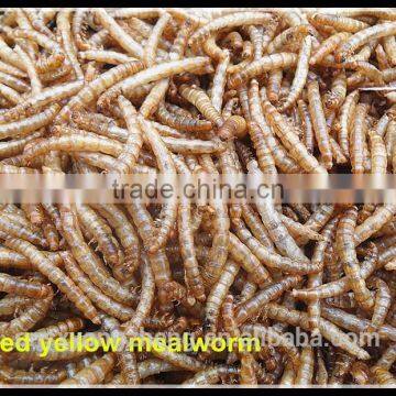 100% Pure Natural Microwave Dried Mealworm; Dried Tenebrio Molitor For Fish Food