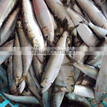 frozen sardine for bait and canning