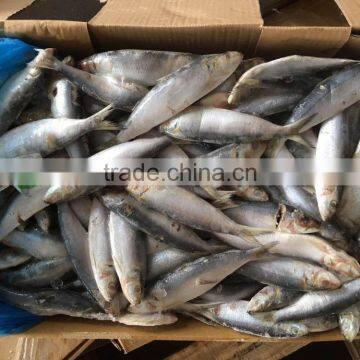 New Fresh Land Frozen Delicious Trawling Sardina photo-3