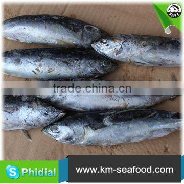 Top Quality Chinese Bonito For Sale