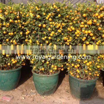 Citrus Mitis ( Citrofortunella Microcarpa) Ornamental Plants photo-2