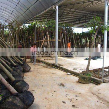 Ficus Nitida packed for loading