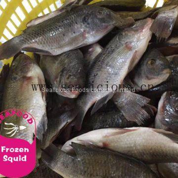 Xiamen Tilapia Fish Whole Round, Black Tilapia Farm Raised