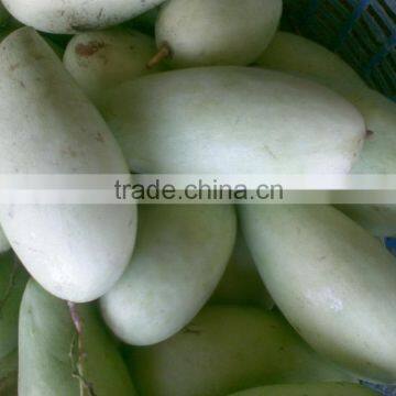 Fresh Yellow Mango With High Quality/ Large Quantity/ Best Price Vietnam photo-3