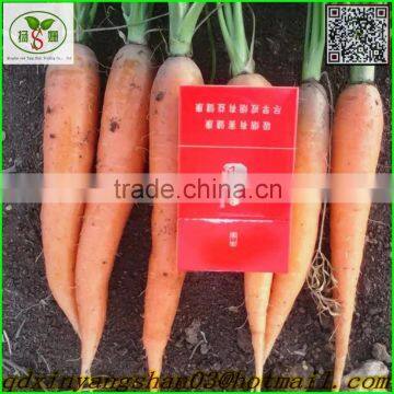 Fresh Carrot/Fresh Carrot/Carrot/Carrot