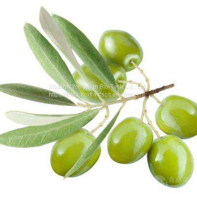 Olive Leaf Extract, Oleuropein 40% HPLC, Olea Europaea Oleuropein, CAS No.: 32619-42-4, Yongyuan Bio