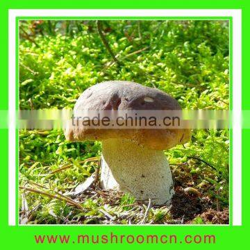 hot sale boletus