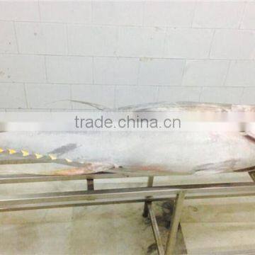 Big size Yellwofin tuna
