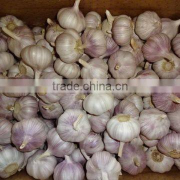 Chinese Fresh Normal White Garlic New Crop 2016 Top Quality photo-2