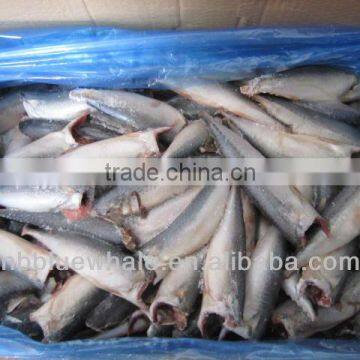 HGT 150g+ frozen pacific mackerel