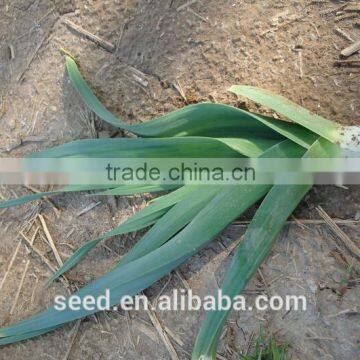 Chinese Seeds Chive Shallot Seeds SXCS No.3