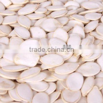 new crop chiese snow white pumpkin seeds 13cm